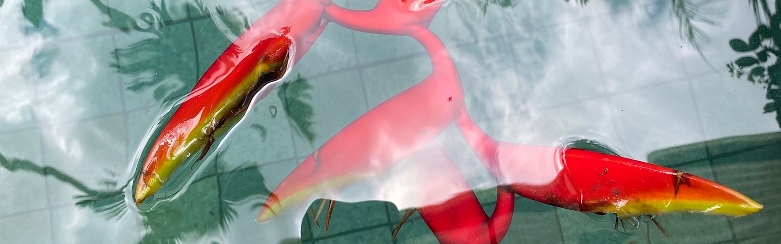 Thai_mordre_les_nuages_milla_fjaril_cover