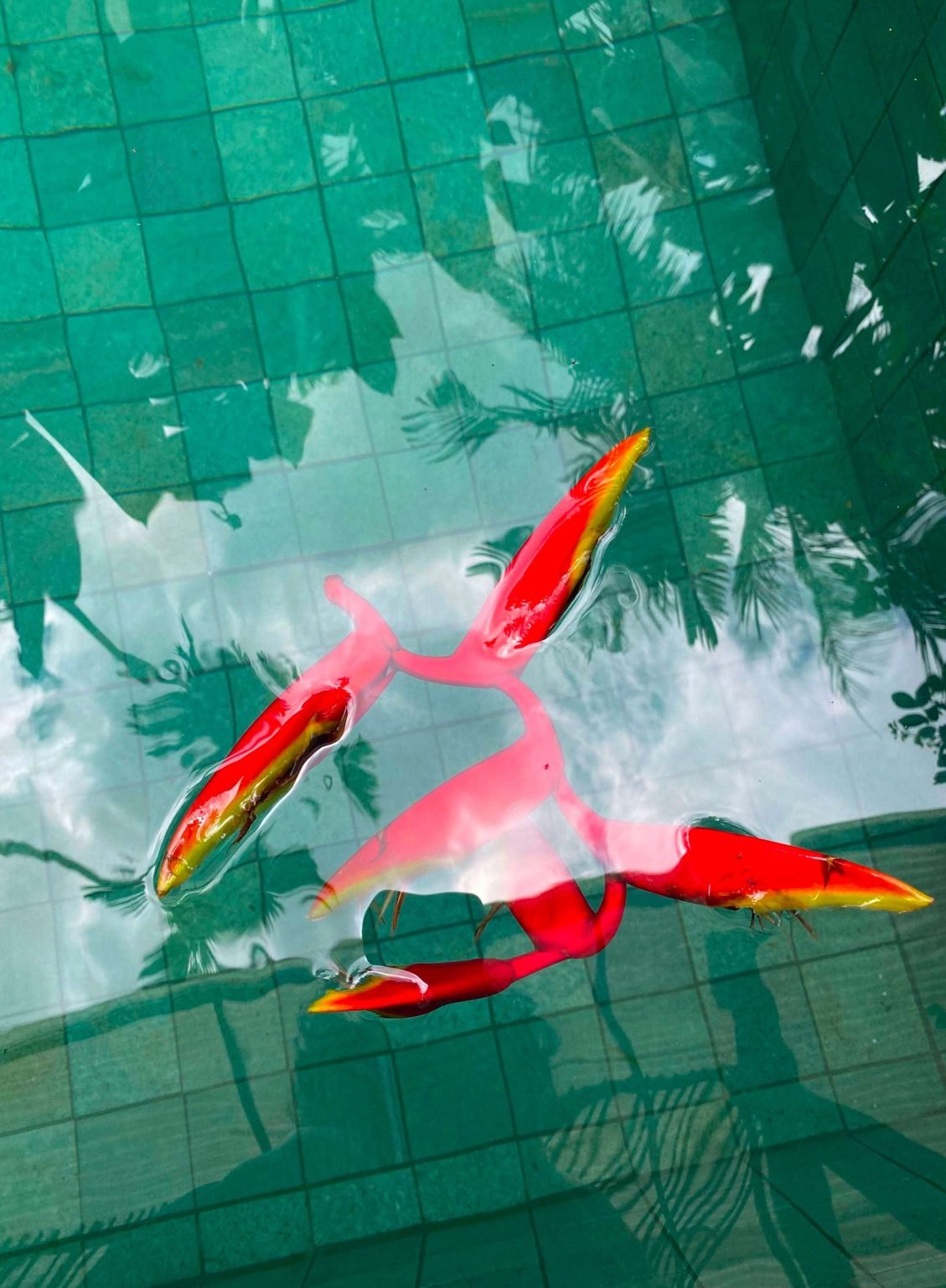 siam dream shooting mordre les nuages